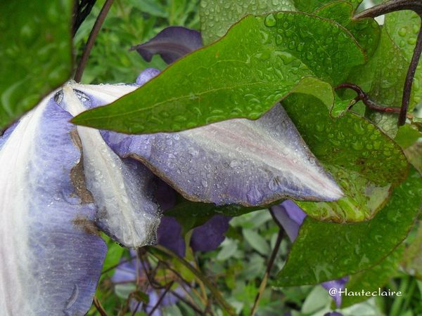 fleur-pluie-4-copie-1.jpg