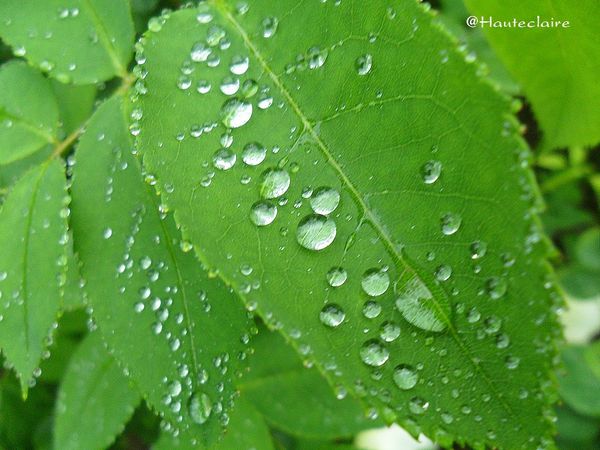 fleur-pluie-5.jpg