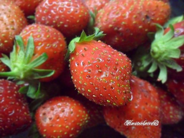 petite fraise2