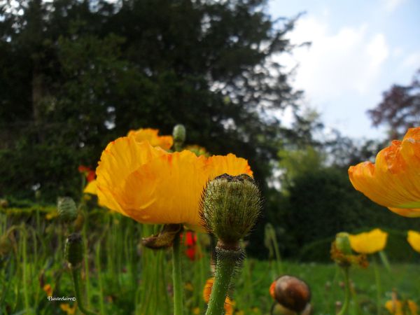 coquelicot-1-copie-1.jpg