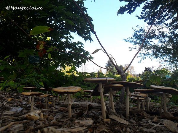 champignons-d-automne.jpg