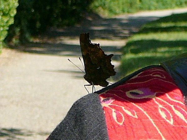 ailes-6.jpg