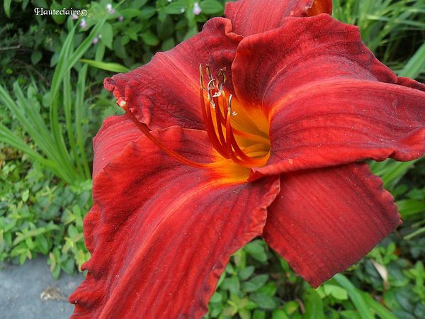 lys-rouge.jpg