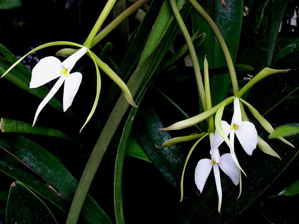 Epidendrum-F-3-fleurs.JPG