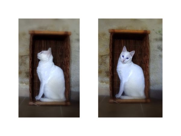 photo beau chat blanc valerie albertosi
