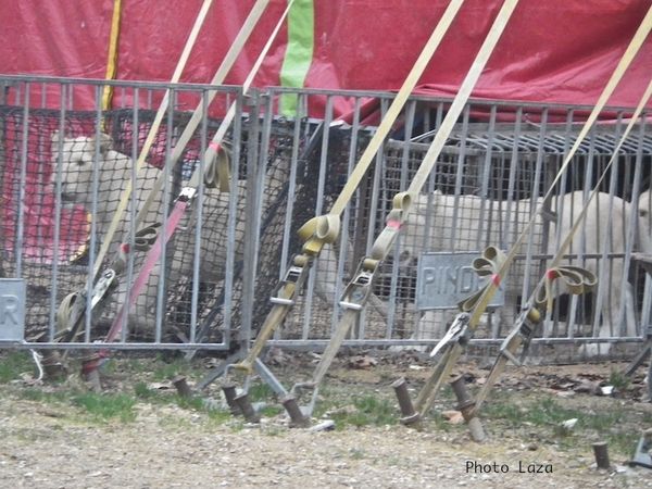 cirque-Retour-de-scene.jpg