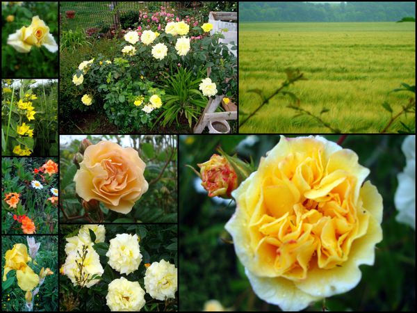 Les roses de Picardie3