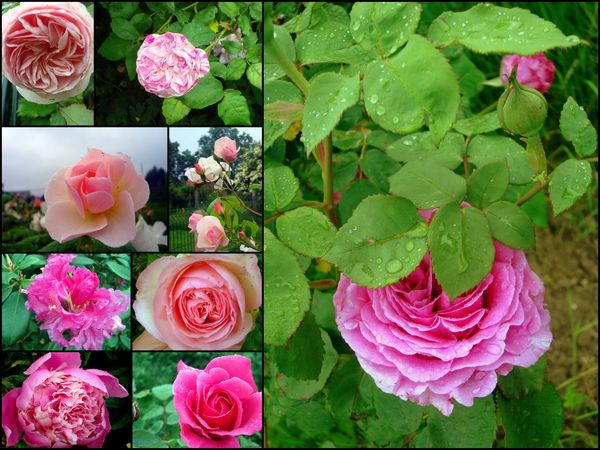 Les roses de Picardie4