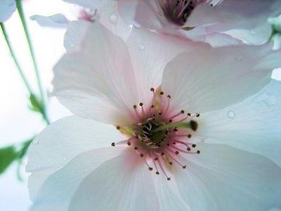 cerisier_jardin_japon.jpg
