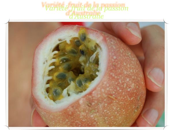 fruit-de-la-passion-Australie.001.jpg