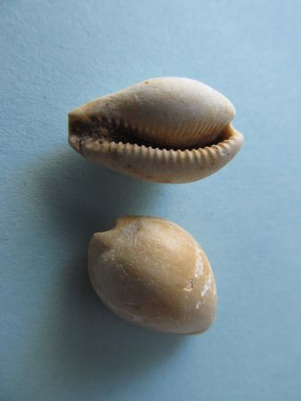 CYPRAEA 3195