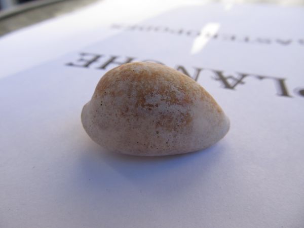 cypraea2 3457