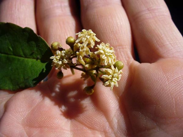 Amborella trichopoda 2