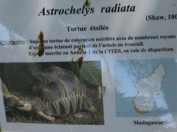 fete-des-tortues-a-Sommieres-290613-004.jpg