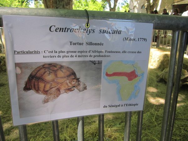 fete-des-tortues-a-Sommieres-290613-085.jpg