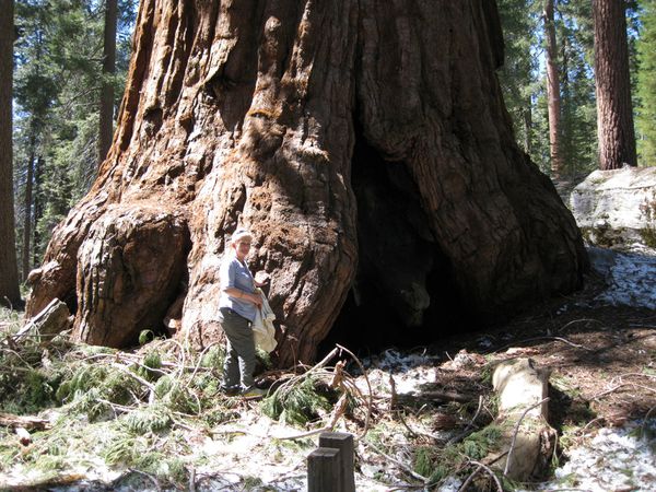 sequoia 1
