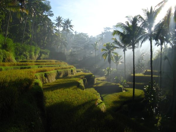 Bali Rice field 5