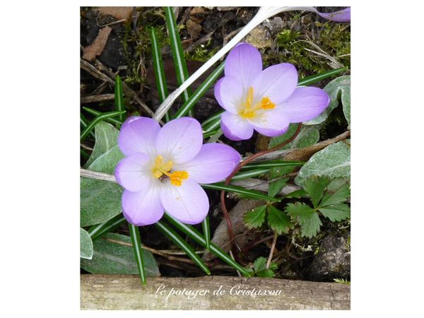 crocus.jpg
