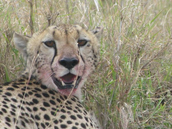 TANZANIE 027 8