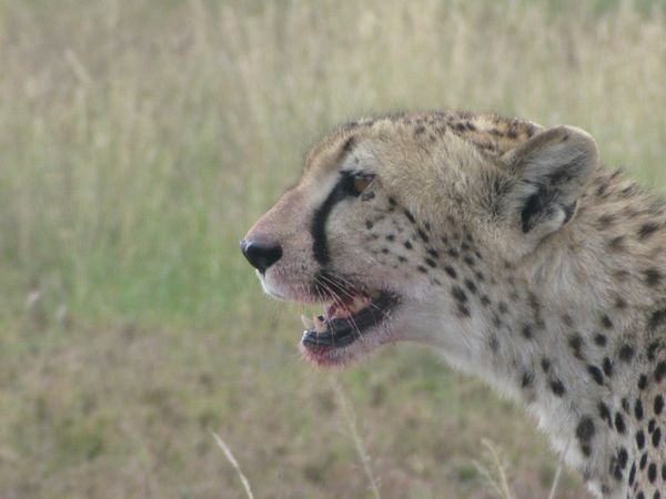 TANZANIE 029 8