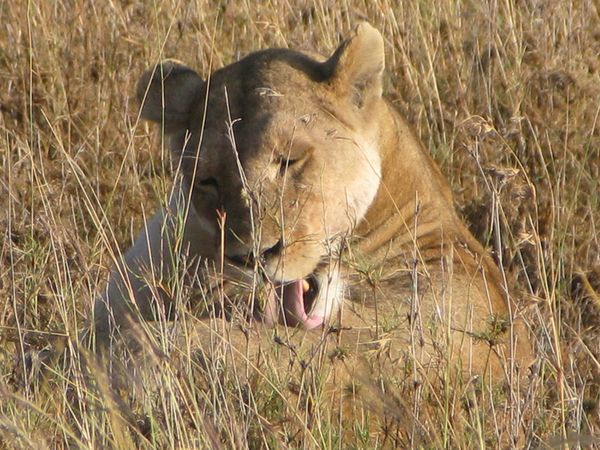 TANZANIE 013 7