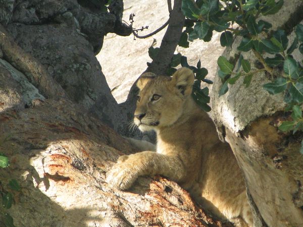 TANZANIE 033 16