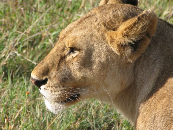 TANZANIE 041 7