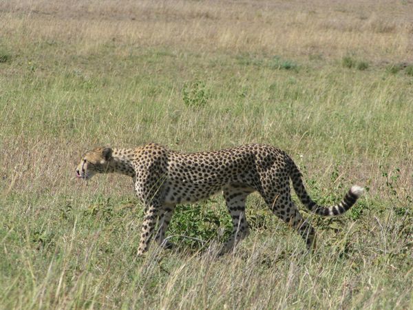 TANZANIE 068 7