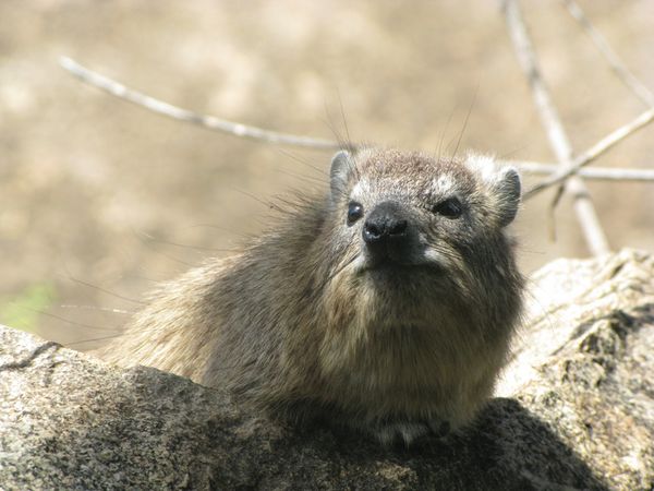 TANZANIE 082 7