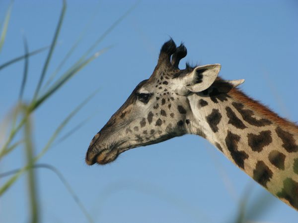 TANZANIE 112 7