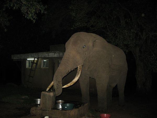 TANZANIE 065 11