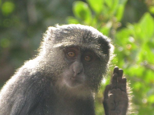 TANZANIE 006 8
