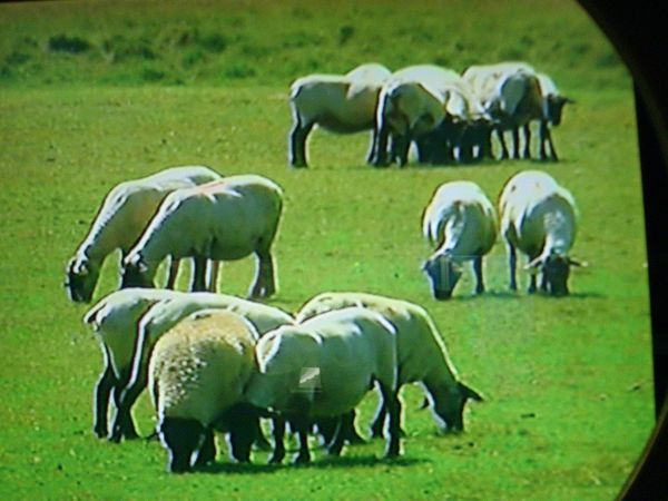 Les moutons 