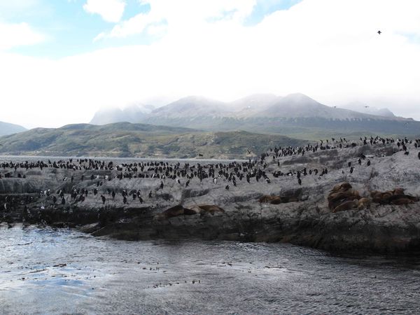 Lions de mer et cormorans