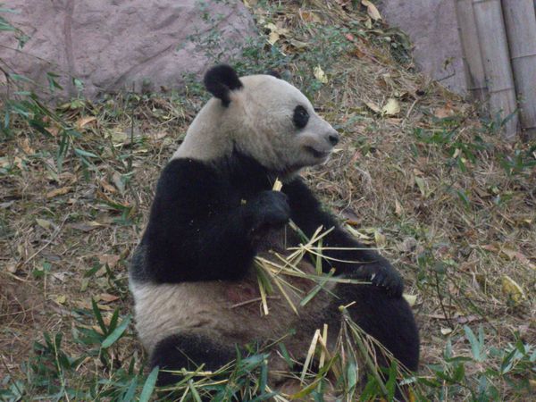 Chengdu, panda assis 1