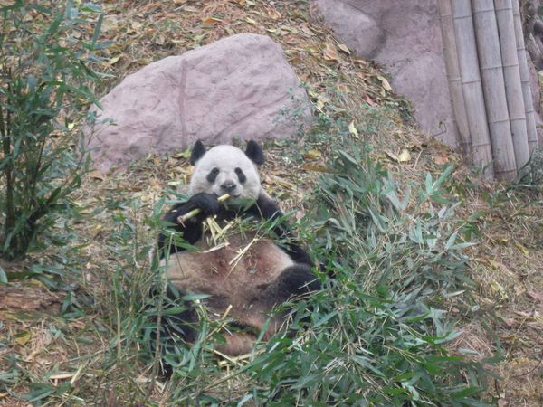 Chengdu, panda couché 2