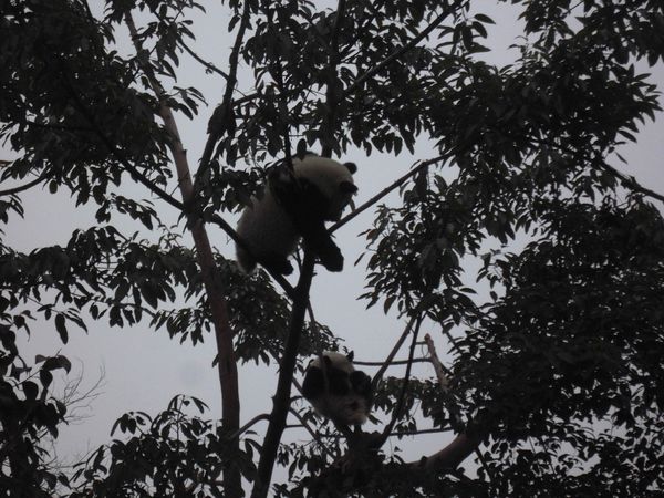 Chengdu, pandas dans l'arbre