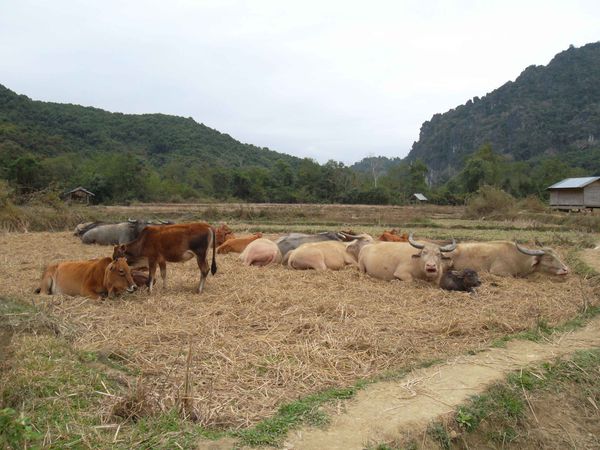 Muang Ngoi Neua boeufs