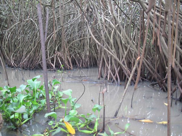 mangrove Grd Popo