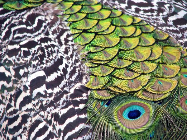 portait-d-oiseau005.jpg