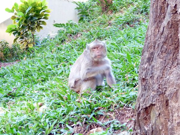 003. macaque crabier - phnom penh