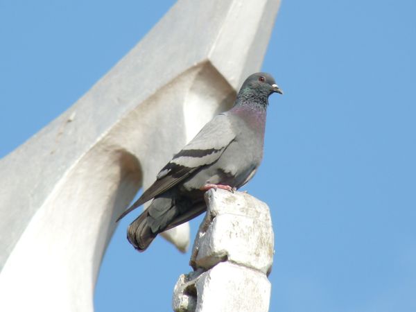 018. pigeon biset - phnom penh