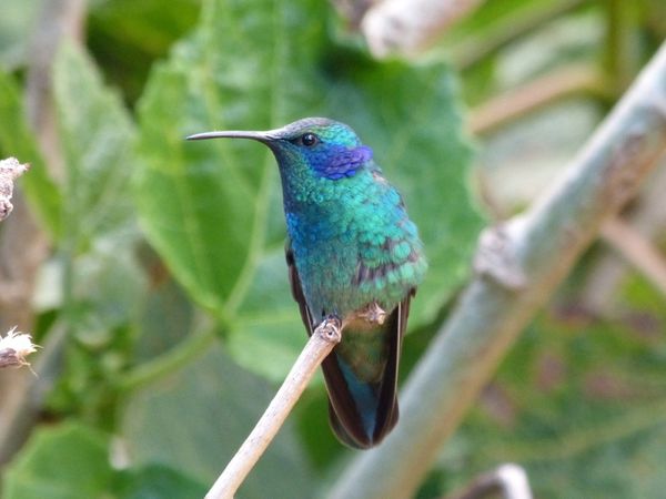006. colibri thalassin - S.Gerardo dota - CR