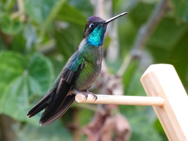 007. colibri de rivoli - S.Gerardo dota - CR
