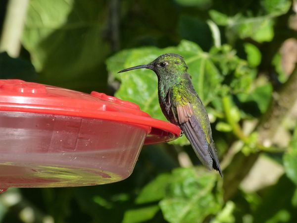066. colibri à épaulettes - S.Gerardo dota - CR