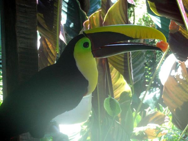 101. toucan de swainson - nauyaca - CR