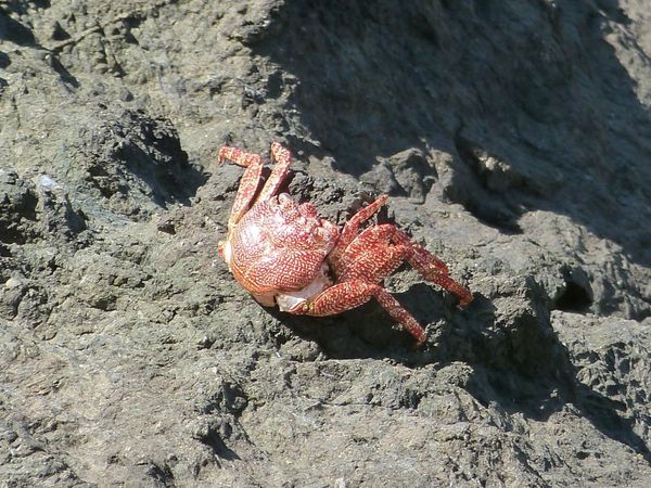 178. crabe - corcovado - CR