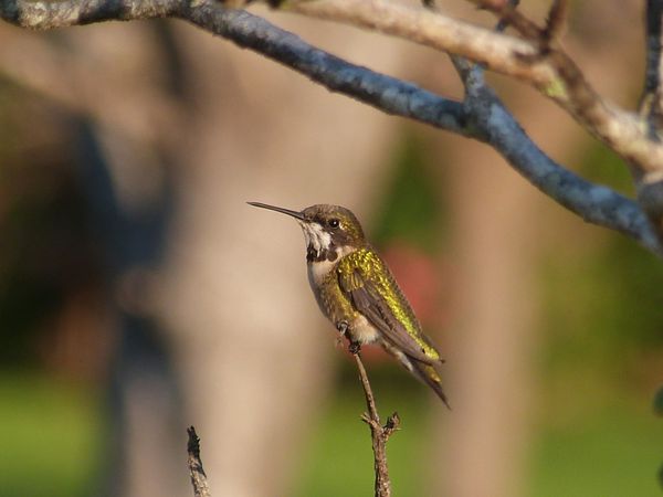 310. colibri gorge rubis - rincon - CR