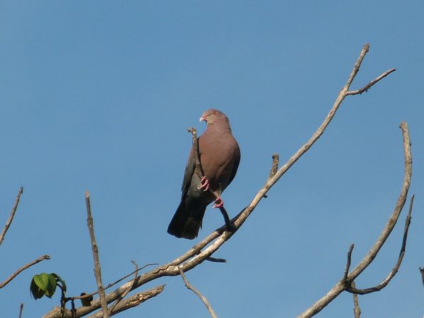 453. pigeon bec rouge - san josé - CR