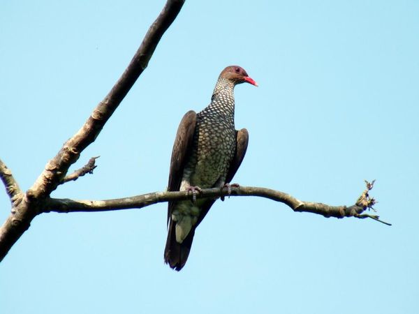 199. pigeon ramiret - ama.peru 2010